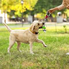 Roundworms in Dogs