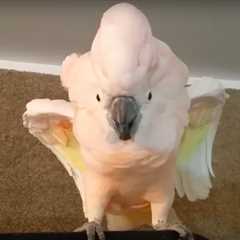 Cockatoo Refuses To Go To Her Cage, Throws Hilarious ‘Temper Tantrum’