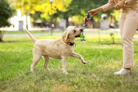 Roundworms in Dogs