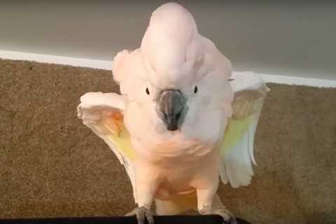 Cockatoo Refuses To Go To Her Cage, Throws Hilarious ‘Temper Tantrum’