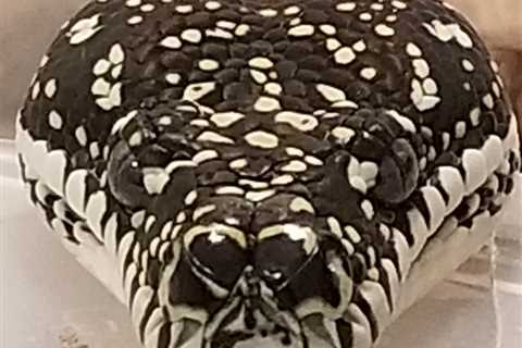 Herp Photo of the Day: Diamond Python