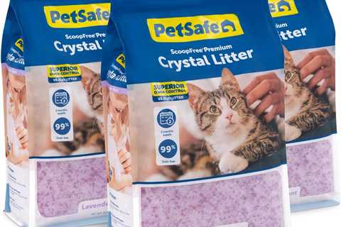 PetSafe ScoopFree Review: Lavender-Scented Wonder Litter