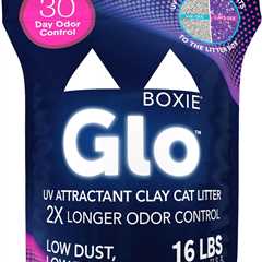 Boxie® Glo™ Review: The Litter Revolution