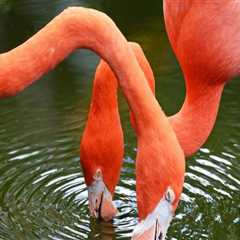 The Evolution of Zoos in St. Lucie County, Florida