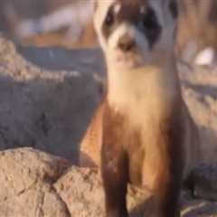 The Efforts to Bring Back Extinct Wildlife Animals in Weld County, Colorado