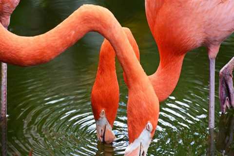 The Evolution of Zoos in St. Lucie County, Florida