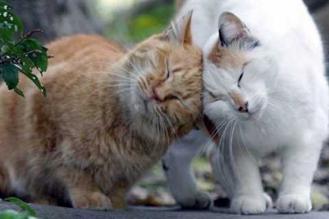Head Butting - Why Do They Do That?