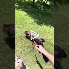 Tips for puppy leash training | Wirehaired Pointing Griffon