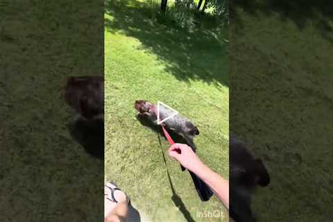 Tips for puppy leash training | Wirehaired Pointing Griffon