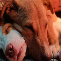 Promoting Animal Welfare in Calvert County, MD