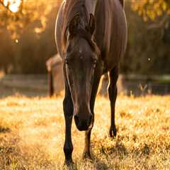 Animal Welfare in Calvert County, MD: How to Report Cases of Abuse and Neglect