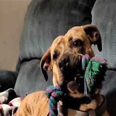 Ensuring the Humane Treatment of Animals in Calvert County, MD: An Expert's Perspective