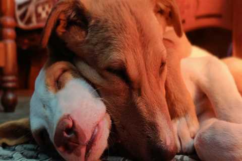 Promoting Animal Welfare in Calvert County, MD