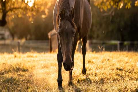 Animal Welfare in Calvert County, MD: How to Report Cases of Abuse and Neglect