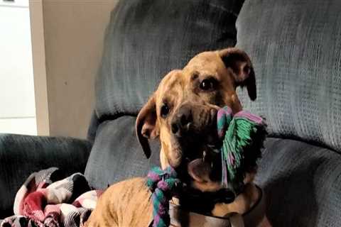 Ensuring the Humane Treatment of Animals in Calvert County, MD: An Expert's Perspective