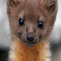 Unique Species of Central Oregon and Their Conservation Efforts