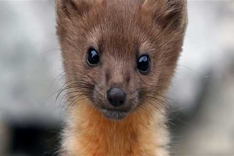Unique Species of Central Oregon and Their Conservation Efforts