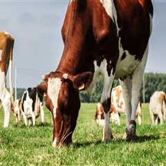 The Significance of Effective Livestock Management in Modern Agriculture