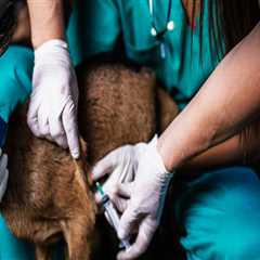 Effective Strategies for Disease Prevention and Control in Livestock Management