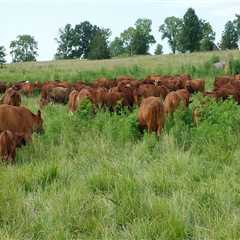 Effective Strategies for Pasture and Grazing Management in Livestock