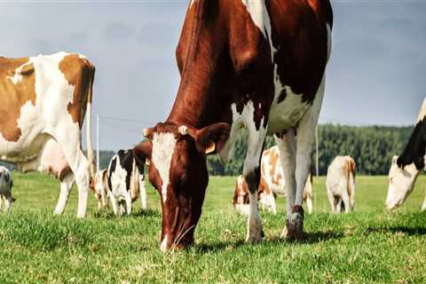 The Significance of Effective Livestock Management in Modern Agriculture