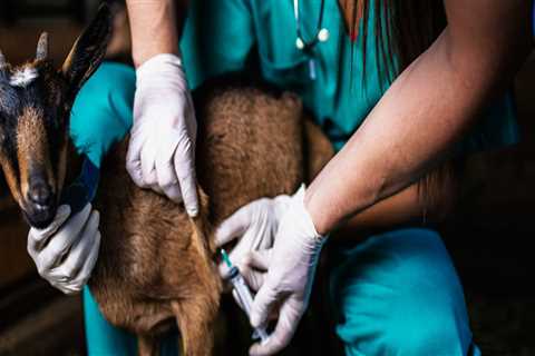 Effective Strategies for Disease Prevention and Control in Livestock Management