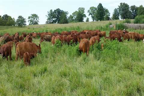 Effective Strategies for Pasture and Grazing Management in Livestock